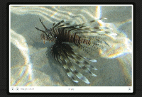 Lightbox preview for images.